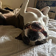 Shelby participe au concours pour gagner de l'argent avec cette photo : dog, pet, upside_down, teeth, smile, bed, blanket, indoor, cozy, playful, canine, fur, relaxed, white, brown, snout, tongue, sleepy, resting, home