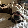 dog, pet, upside_down, teeth, smile, bed, blanket, indoor, cozy, playful, canine, fur, relaxed, white, brown, snout, tongue, sleepy, resting, home