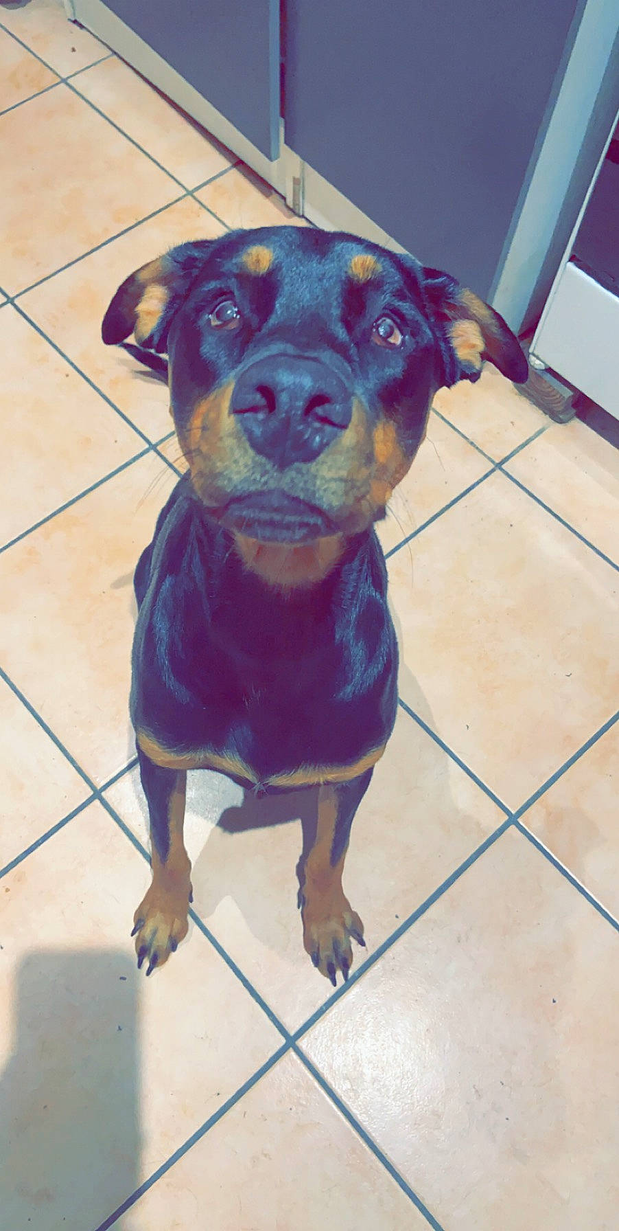 Pia a rejoint le concours — aidez-le/la à gagner de superbes lots ! art, borador, canidae, carnivore, collar, companion_dog, dog, dog_breed, dog_collar, dog_supply, electric_blue, flooring, fur, guard_dog, liver, pet_supply, tile_flooring, whiskers, working_animal, working_dog