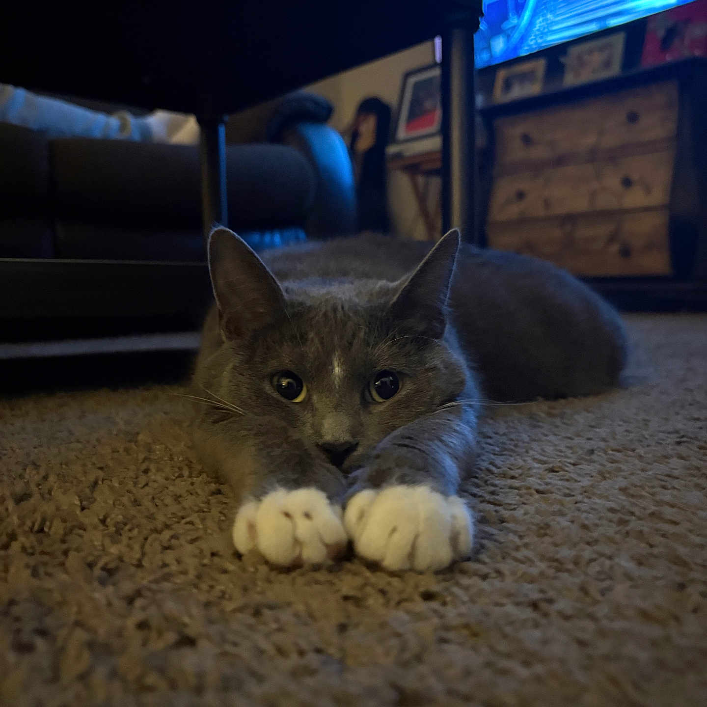 Boots joined the competition — help win amazing prizes! adult, animal, architecture, building, cat, computerhardware, couch, electronics, female, furniture, hardware, hardwood, indoors, livingroom, monitor, person, pet, room, screen, wood