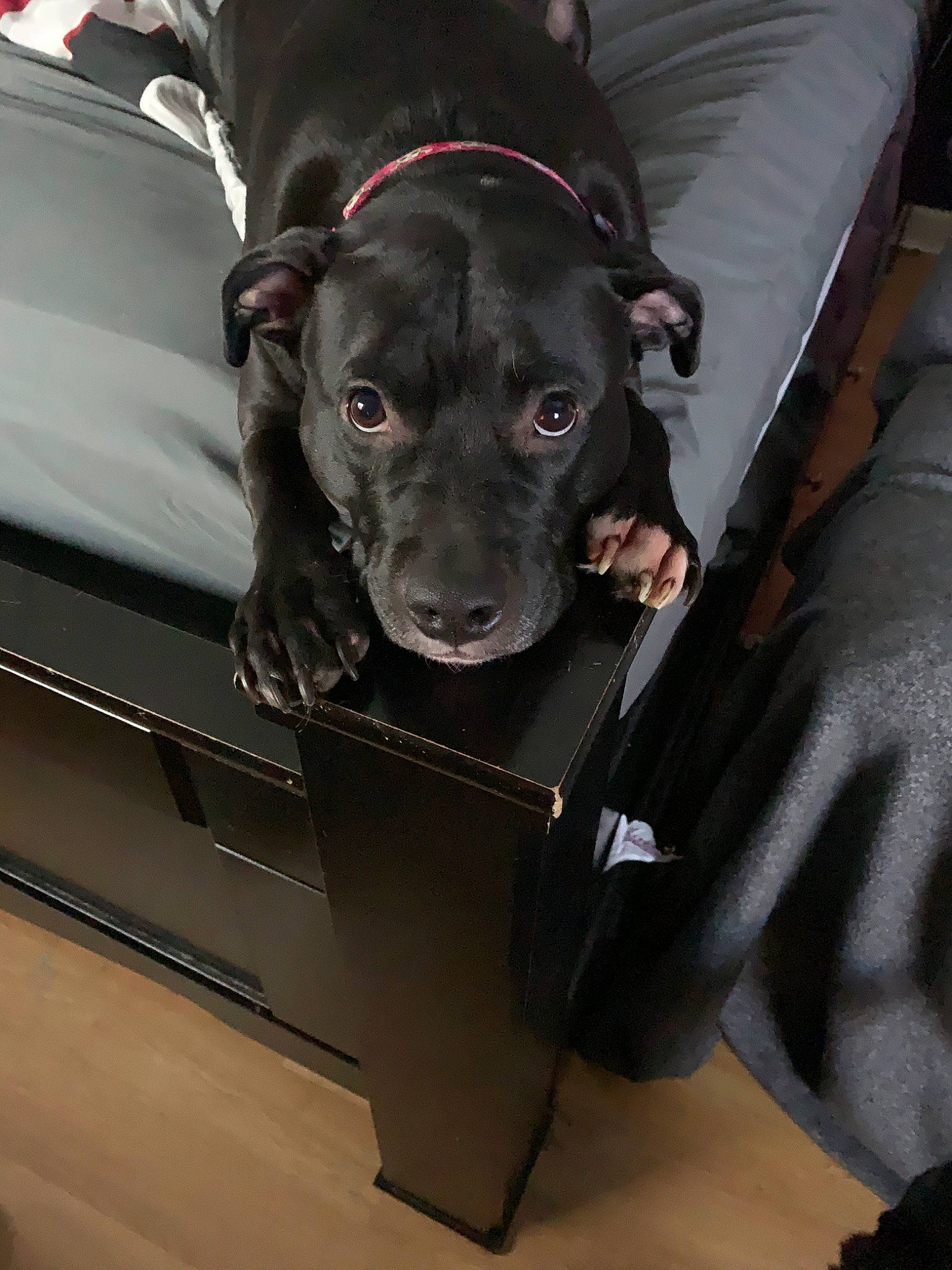 Michonne is registered to the contest to win money with this photo: american_pit_bull_terrier, bandog, canidae, carnivore, companion_dog, dog, dog_breed, fawn, mammal, non_sporting_group, pit_bull, snout, sporting_group, staffordshire_bull_terrier