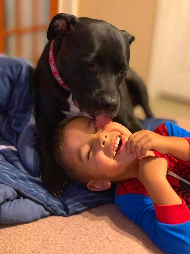 Michonne joined the competition — help win amazing prizes! american_pit_bull_terrier, american_staffordshire_terrier, canidae, carnivore, companion_dog, dog, dog_breed, fawn, mammal, non_sporting_group, pit_bull, puppy, rare_breed_dog, snout, sporting_group, staffordshire_bull_terrier, terrier