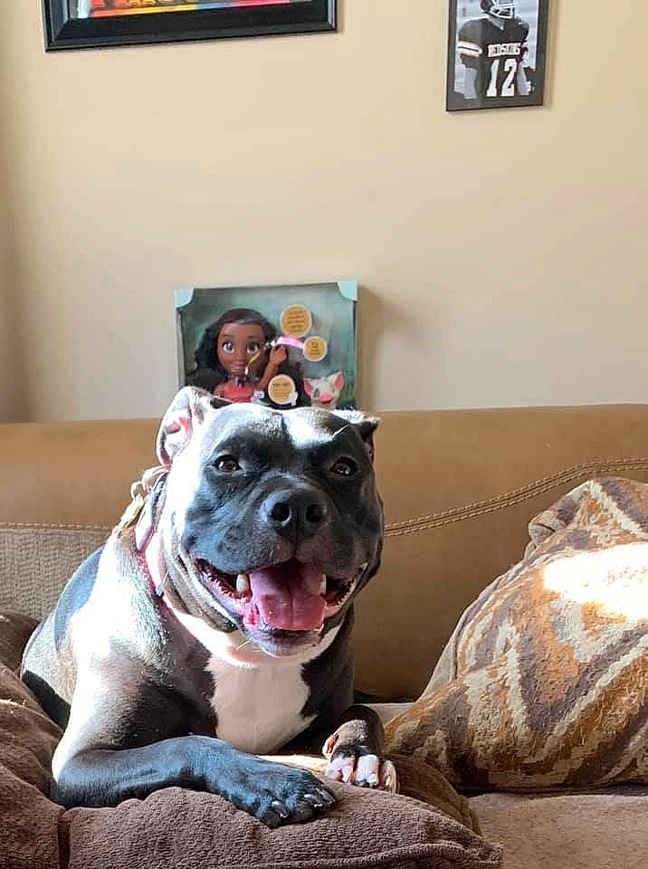 Michonne joined the competition — help win amazing prizes! american_bulldog, american_pit_bull_terrier, american_staffordshire_terrier, canidae, carnivore, companion_dog, dog, dog_breed, ear, facial_expression, fawn, furniture, mammal, non_sporting_group, pit_bull, snout, staffordshire_bull_terrier