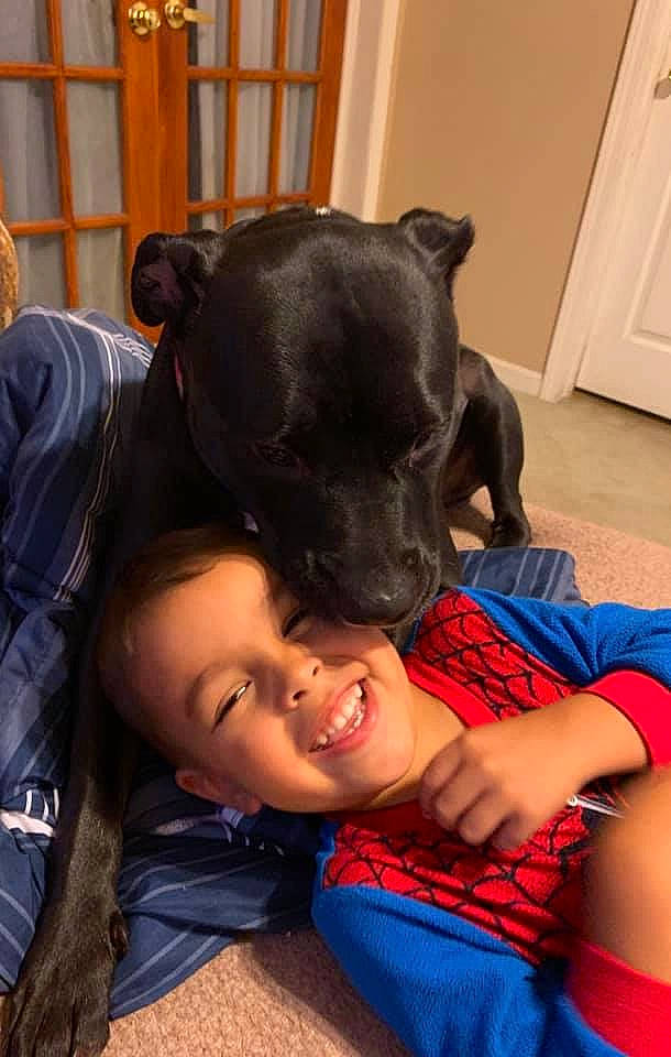 Michonne is registered to the contest to win money with this photo: canidae, carnivore, companion_dog, dog, dog_breed, guard_dog, non_sporting_group, patterdale_terrier, puppy, snout, sporting_group, staffordshire_bull_terrier