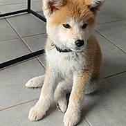 Ajäger a rejoint le concours — aidez-le/la à gagner de superbes lots ! animal, black_collar, canine, collar, cute, dog, domestic_animal, ears, floor, four_legs, fur, indoor, looking_away, pet, puppy, sitting, small_dog, tile, whiskers, young_animal