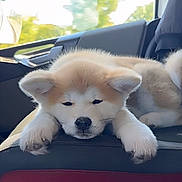 Ajäger participe au concours pour gagner de l'argent avec cette photo : puppy, dog, car_seat, fluffy, sleepy, animal, pet, indoors, window, resting, cute, fur, ears, nose, paw, transportation, vehicle, relaxing, young, companion