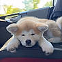 puppy, dog, car_seat, fluffy, sleepy, animal, pet, indoors, window, resting, cute, fur, ears, nose, paw, transportation, vehicle, relaxing, young, companion