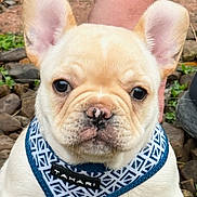 Singleton is registered to the contest to win money with this photo: animal, closeup, companion, curious, cute, dog, ears, french_bulldog, greenery, harness, mammal, outdoor, pet, pink_nose, puppy, rocky_ground, short_fur, small, standing, young