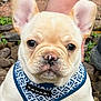 animal, closeup, companion, curious, cute, dog, ears, french_bulldog, greenery, harness, mammal, outdoor, pet, pink_nose, puppy, rocky_ground, short_fur, small, standing, young