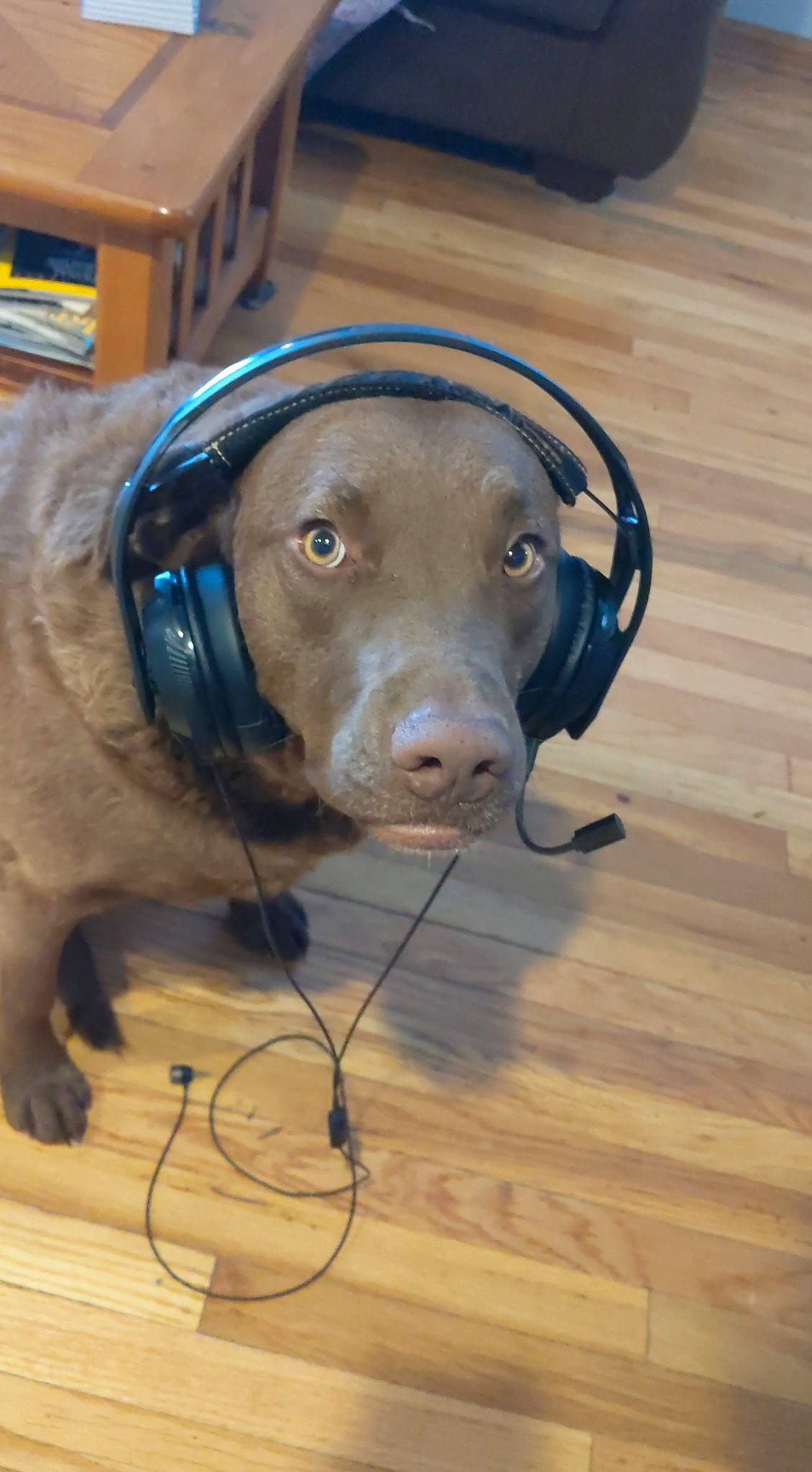 Kona joined the competition — help win amazing prizes! box, carnivore, circle, collar, dog, dog_breed, floor, flooring, hardwood, laminate_flooring, liver, pet_supply, plywood, snout, varnish, wire, wood, wood_flooring, wood_stain, working_animal