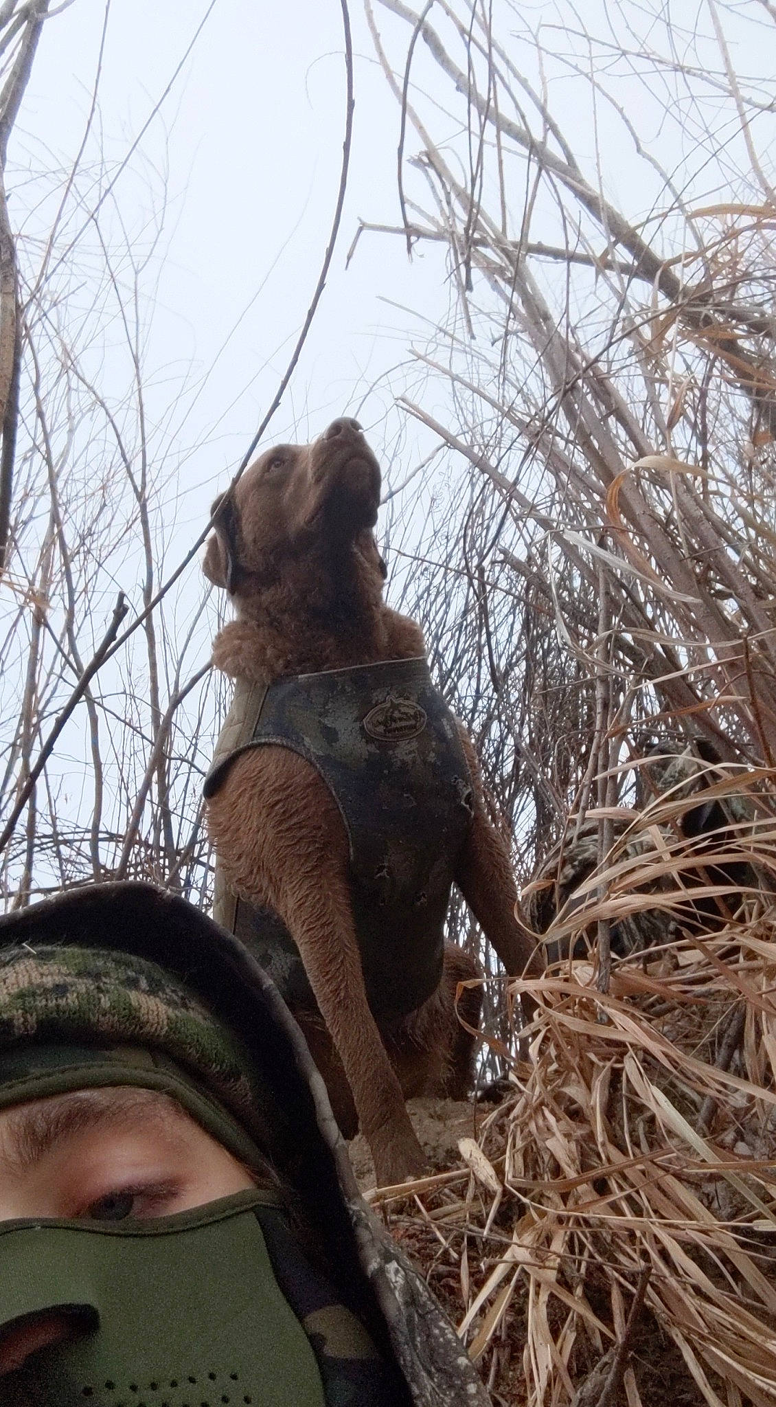 Kona is registered to the contest to win money with this photo: branch, bronze_sculpture, fawn, liver, sculpture, twig