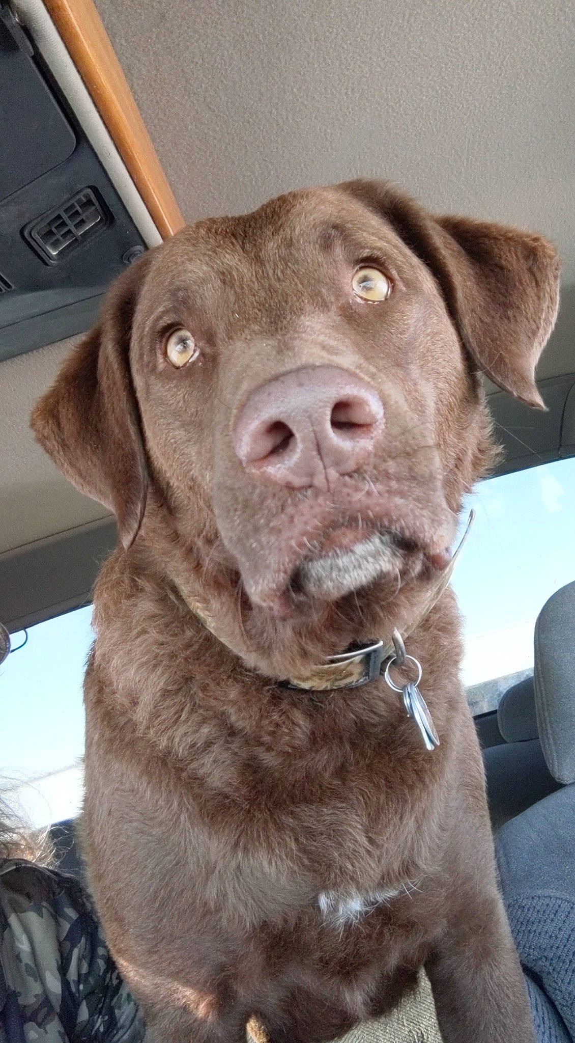 Kona is registered to the contest to win money with this photo: beige, brown, carnivore, collar, comfort, companion_dog, dog, dog_breed, dog_collar, fawn, fur, iris, liver, mammal, pet_supply, skin, snout, vertebrate, whiskers, working_animal