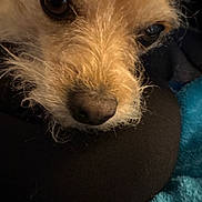 Feya joined the competition — help win amazing prizes! dog, close_up, face, nose, fur, eyes, pet, animal, cozy, blanket, cushion, resting, indoor, soft, cute, scruffy, brown, black, texture, portrait