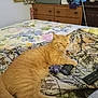 cat, ginger_cat, bed, blanket, remote_control, furniture, dresser, indoor, pet, animal, resting, floral_pattern, camouflage_pattern, cozy, domestic, feline, paw, living_space, relaxed, bedroom