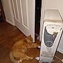 cat, orange_tabby, space_heater, wooden_floor, indoor, door, closed_eyes, relaxed, pet, animal, warmth, floor, furniture, household, cozy, sleeping, domestic, home, resting, orange_cat