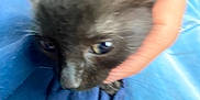 Oliver joined the competition — help win amazing prizes! animal, black_cat, blue_clothing, close_up, curious, cute, domestic_animal, face, feline, fur, hand, holding, indoor, kitten, person, pet, small, soft_focus, whiskers, young_animal
