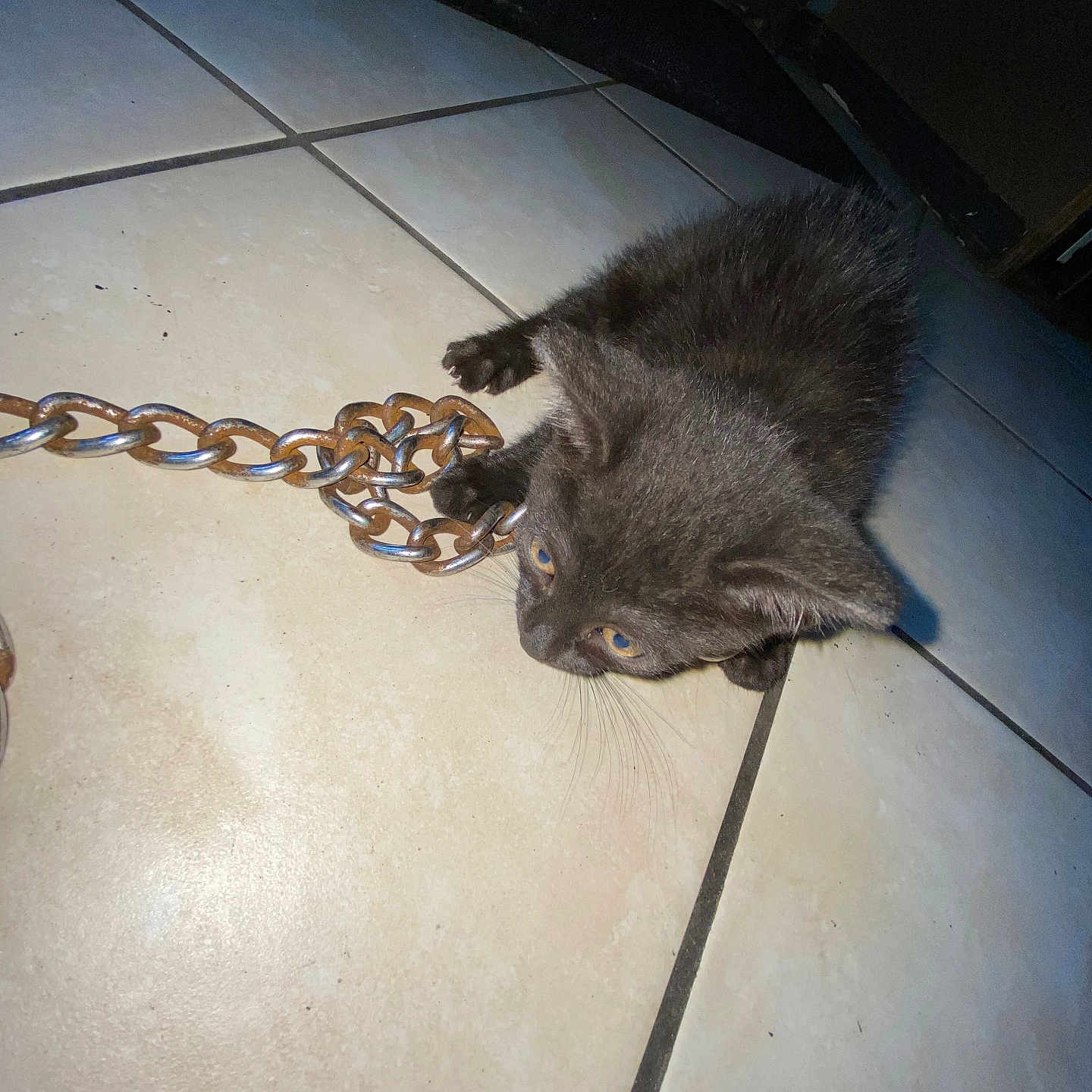 Oliver joined the competition — help win amazing prizes! animal, black_cat, cat, chain, close_up, curious, cute, domestic, floor, fur, indoor, kitten, looking_down, paws, pet, playful, small, tile, whiskers, young