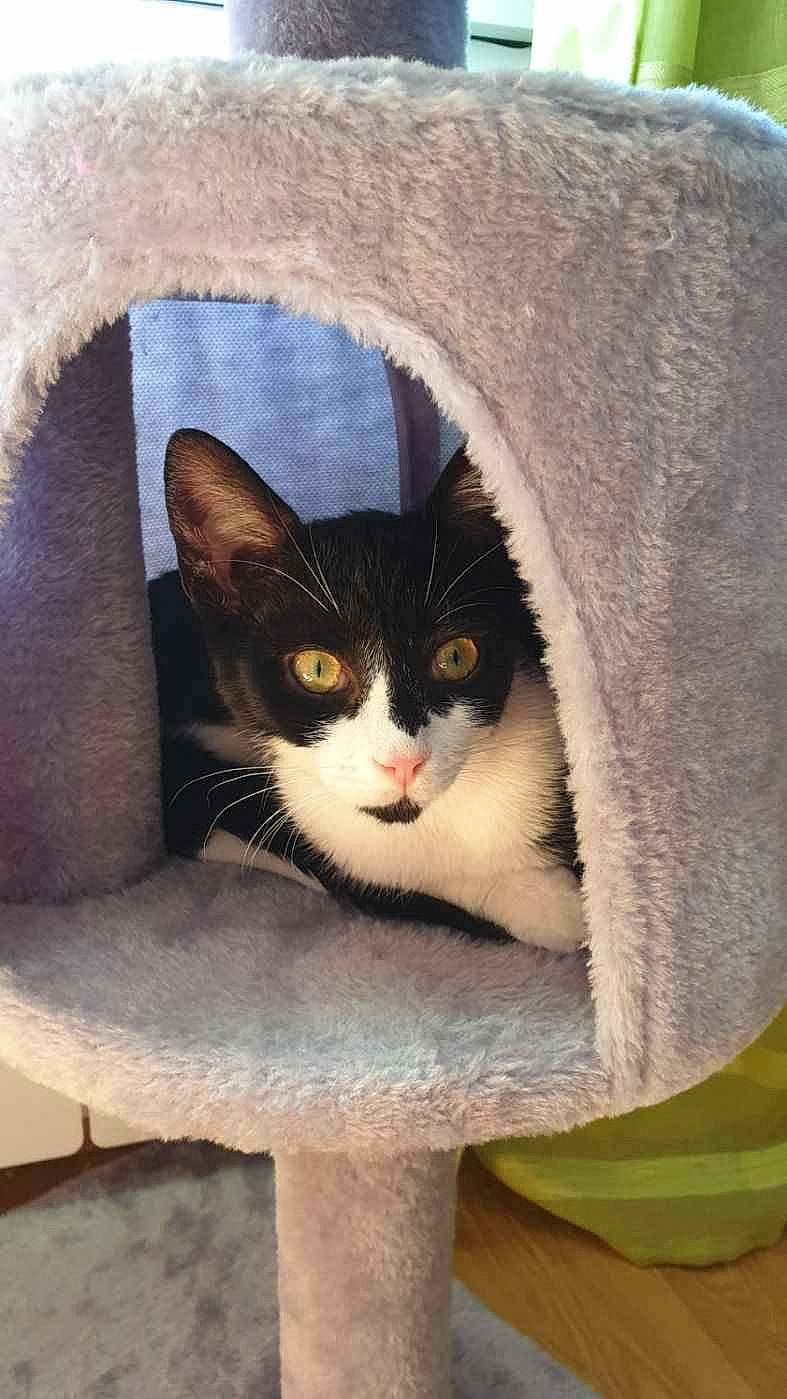 Sweetie participe au concours pour gagner de l&#x27;argent avec cette photo : box, cardboard, carnivore, cat, cat_supply, comfort, domestic_short_haired_cat, eye, fawn, felidae, grey, head, packaging_and_labeling, small_to_medium_sized_cats, snout, stairs, tail, whiskers, window, wood