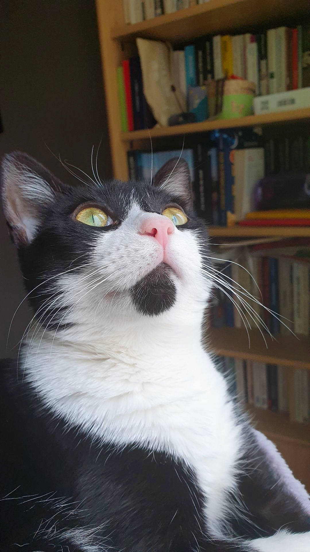 Sweetie a rejoint le concours — aidez-le/la à gagner de superbes lots ! bookcase, carnivore, cat, claw, domestic_short_haired_cat, felidae, fur, monochrome_photography, paw, publication, shelf, shelving, small_to_medium_sized_cats, snout, tail, whiskers, window