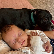 Hailey is registered to the contest to win money with this photo: baby, sleeping, infant, dog, black_dog, pet, collar, white_clothing, hand, face, closeup, resting, cozy, indoor, carpet, blanket, wood_floor, person, cuddle, calm
