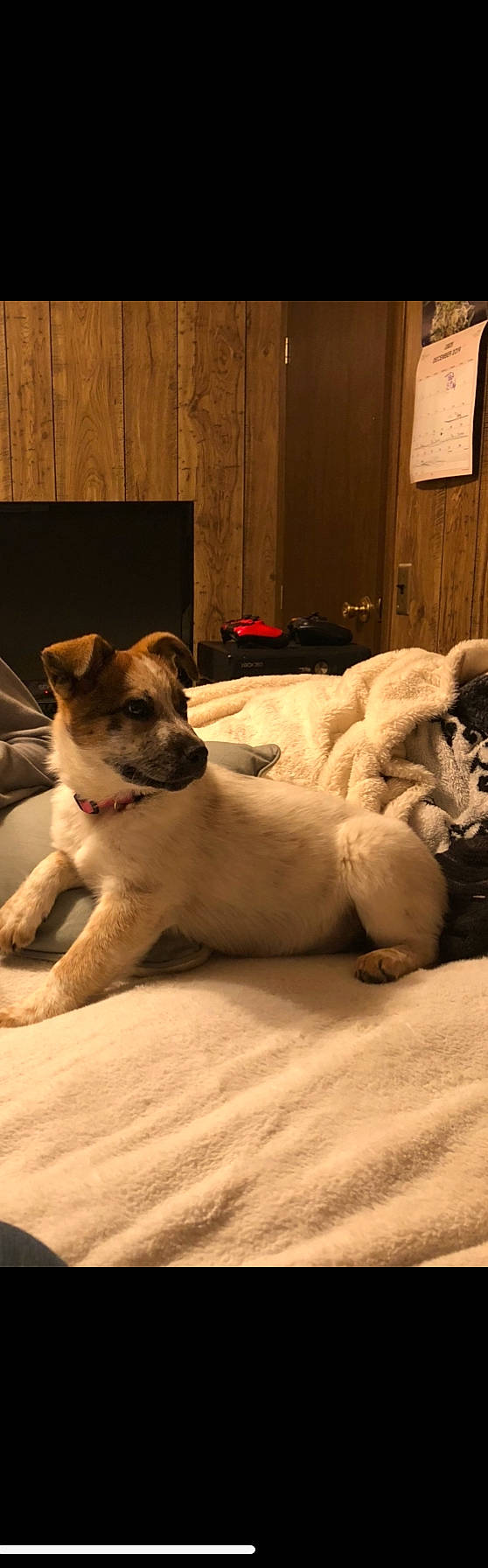 Tot joined the competition — help win amazing prizes! canidae, carnivore, comfort, companion_dog, dog, dog_breed, door, fawn, fur, linens, paw, small_to_medium_sized_cats, snout, sporting_group, tail, terrestrial_animal, terrier, whiskers, wood, working_animal