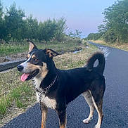 Chase participe au concours pour gagner de l'argent avec cette photo : dog, canine, animal, pet, outdoor, nature, road, grass, trees, sky, black, tan, collar, chain, happy, tongue_out, standing, alert, daytime, curly_tail