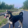 dog, canine, animal, pet, outdoor, nature, road, grass, trees, sky, black, tan, collar, chain, happy, tongue_out, standing, alert, daytime, curly_tail