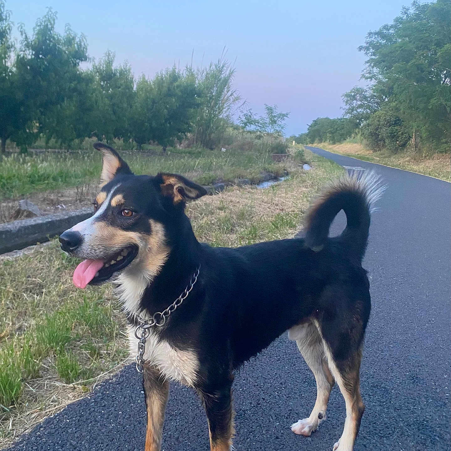 Chase