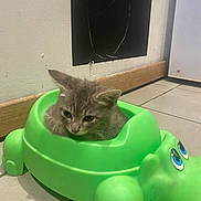 Tina participe au concours pour gagner de l'argent avec cette photo : kitten, cat, green, potty_seat, alligator_shape, floor, tile, indoor, curious, small, animal, cute, pet, toy, feline, young, domestic, sitting, playful, background
