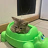 kitten, cat, green, potty_seat, alligator_shape, floor, tile, indoor, curious, small, animal, cute, pet, toy, feline, young, domestic, sitting, playful, background