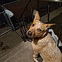 Casper is registered to the contest to win money with this photo: dog, pet, stairs, outdoor, night, concrete, collar, metal_railing, looking_back, canine, animal, domestic_animal, sidewalk, fence, quiet, curious, sitting, brown_fur, spot_pattern, head_tilt