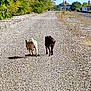 Casper is registered to the contest to win money with this photo: dog, dogs, animal, pets, walking, gravel_path, outdoor, nature, greenery, bushes, railroad, train_tracks, signal_lights, sunny, daytime, companionship, tail, walking_away, two_animals, canine