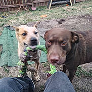 Casper is registered to the contest to win money with this photo: dog, play, toy, rope_toy, backyard, fence, grass, dirt, person, pants, shoe, bench, table, outdoor, pet, canine, brown_dog, tan_dog, action, fun