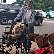 Casper Maxx is registered to the contest to win money with this photo: man, dog, wheelchair, sidewalk, street, car, flowers, leash, harness, gray_hoodie, glasses, cap, urban, interaction, pets, outdoor, trees, traffic_light, wheel, curb