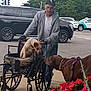 man, dog, wheelchair, sidewalk, street, car, flowers, leash, harness, gray_hoodie, glasses, cap, urban, interaction, pets, outdoor, trees, traffic_light, wheel, curb