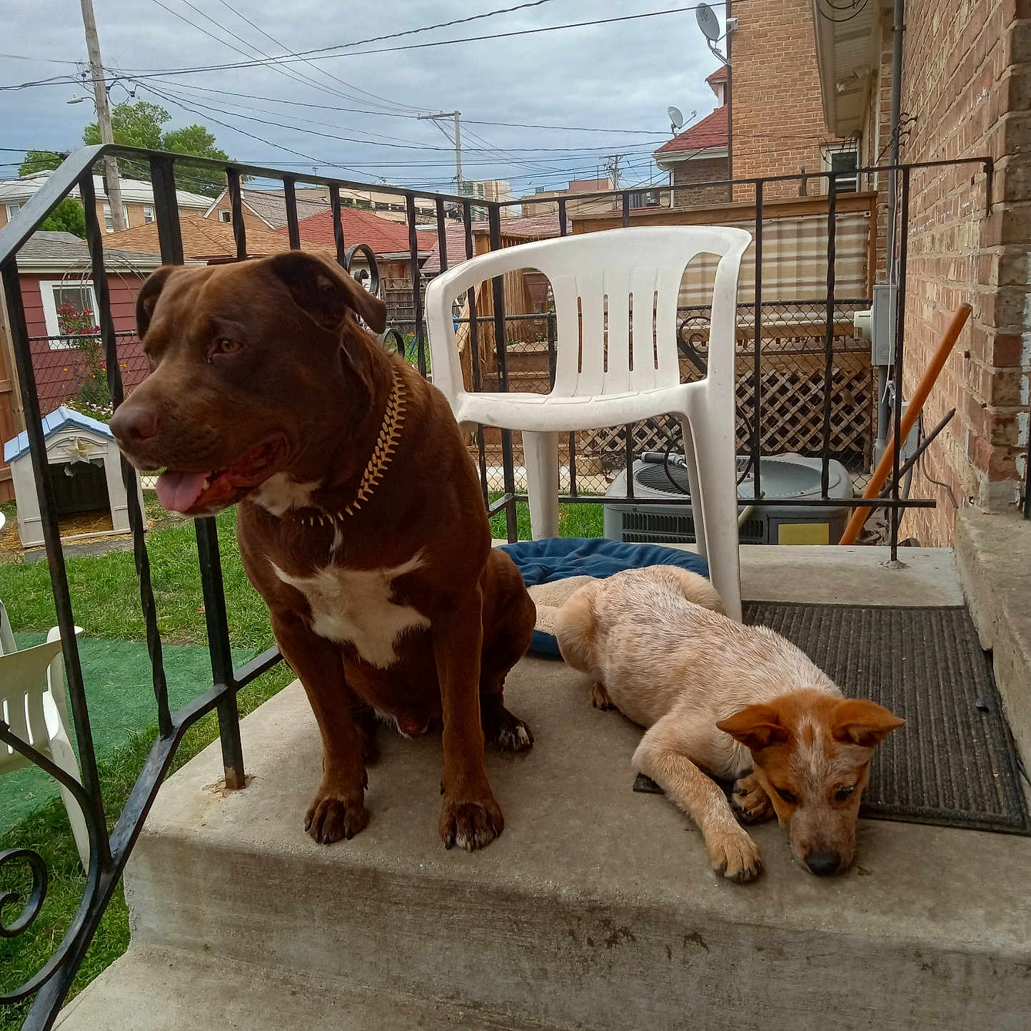 Casper Maxx joined the competition — help win amazing prizes! animal, architecture, building, bulldog, canine, chair, dog, furniture, handrail, hound, house, housing, labradorretriever, patio, pet, plywood, pointer, staircase, terrier, wood