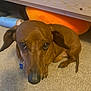 animal, bed_frame, brown_dog, canine, carpet, close_up, companion, cute, dachshund, dog, domestic, ears, floor, fur, indoor, looking_up, orange_cushion, pet, quiet, small_dog