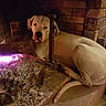 Azia participe au concours pour gagner de l'argent avec cette photo : dog, fireplace, fire, brick_wall, stone, wood, pet, indoor, cozy, warm, relaxed, resting, large_dog, animal, home, hearth, comfort, living_room, fur, quiet