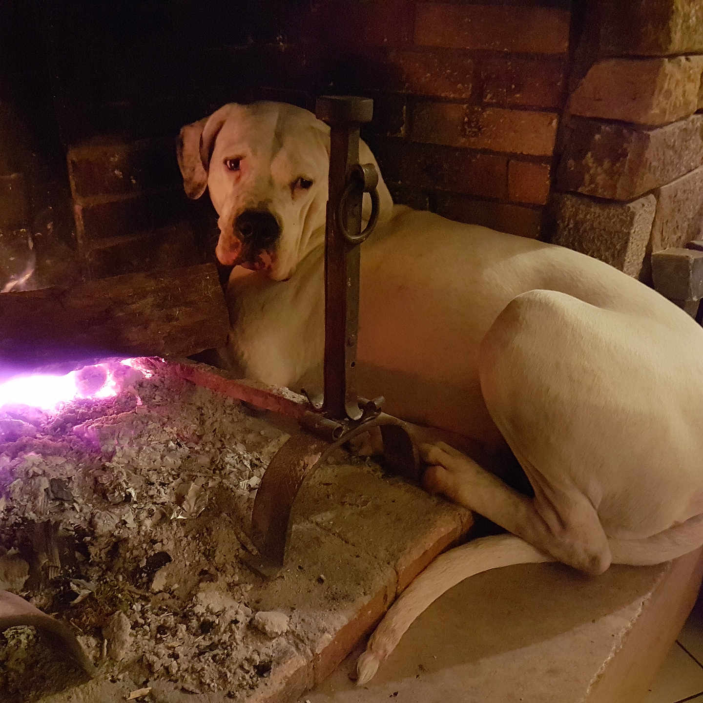 Azia participe au concours pour gagner de l'argent avec cette photo : dog, fireplace, fire, brick_wall, stone, wood, pet, indoor, cozy, warm, relaxed, resting, large_dog, animal, home, hearth, comfort, living_room, fur, quiet
