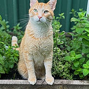 Kyle joined the competition — help win amazing prizes! animal, cat, closeup, cute, domestic_animal, ears, eyes, feline, fur, garden, ginger_cat, greenery, nature, outdoor, pet, plants, portrait, sitting, whiskers, wood