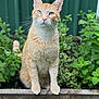 animal, cat, closeup, cute, domestic_animal, ears, eyes, feline, fur, garden, ginger_cat, greenery, nature, outdoor, pet, plants, portrait, sitting, whiskers, wood