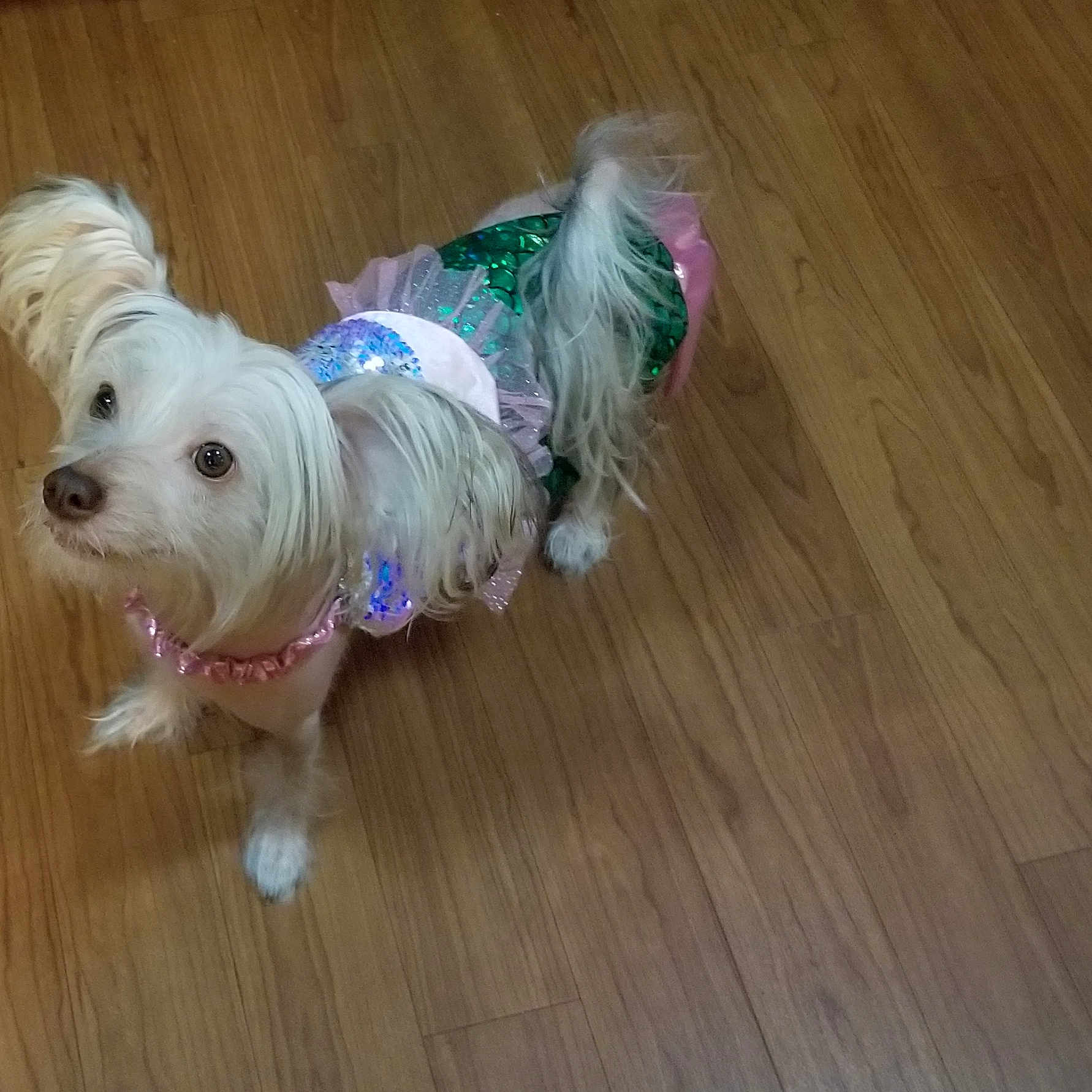 Lulu