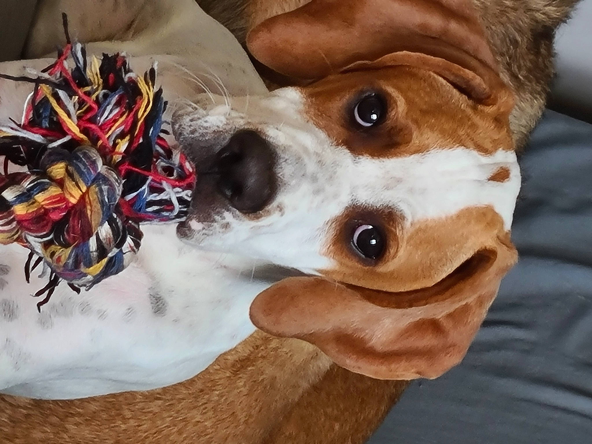 Hava a rejoint le concours — aidez-le/la à gagner de superbes lots ! art, carnivore, companion_dog, dog, dog_breed, ear, eye, eyelash, eyewear, fashion_accessory, fawn, fur, head, jaw, nose, snout, toy, whiskers, wood, working_animal