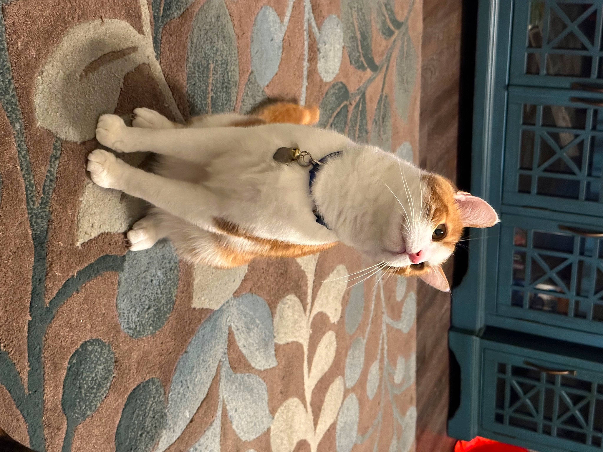 Jude is registered to the contest to win money with this photo: carnivore, cat, comfort, companion_dog, couch, dog_breed, domestic_short_haired_cat, fawn, felidae, flooring, fur, hardwood, linens, plant, small_to_medium_sized_cats, sporting_group, tail, tree, whiskers, wood