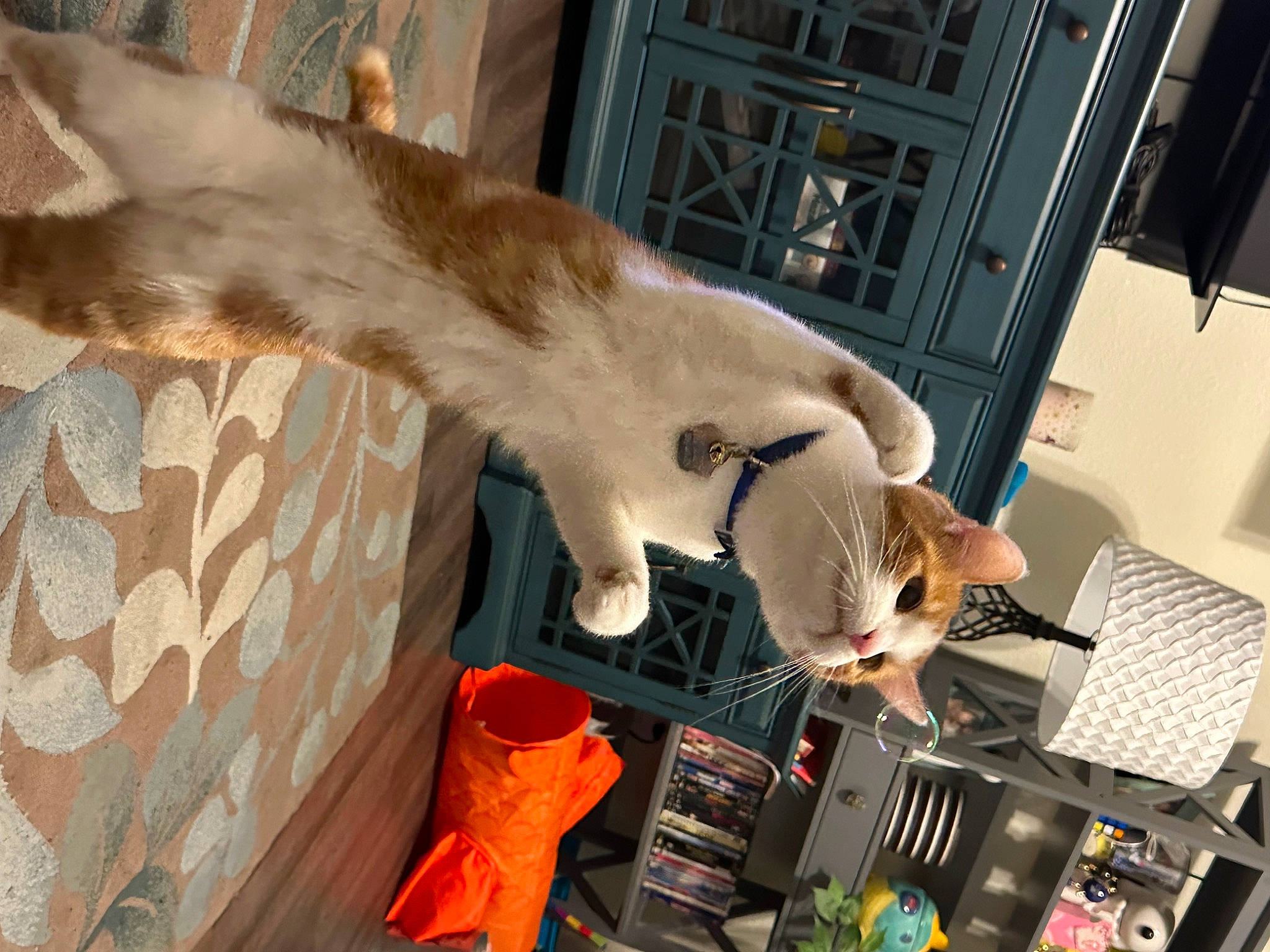 Jude is registered to the contest to win money with this photo: audio_equipment, canidae, cat, collar, computer_hardware, dog_breed, electronic_instrument, fawn, felidae, fur, hat, machine, office_equipment, small_to_medium_sized_cats, tail, terrestrial_animal, whiskers