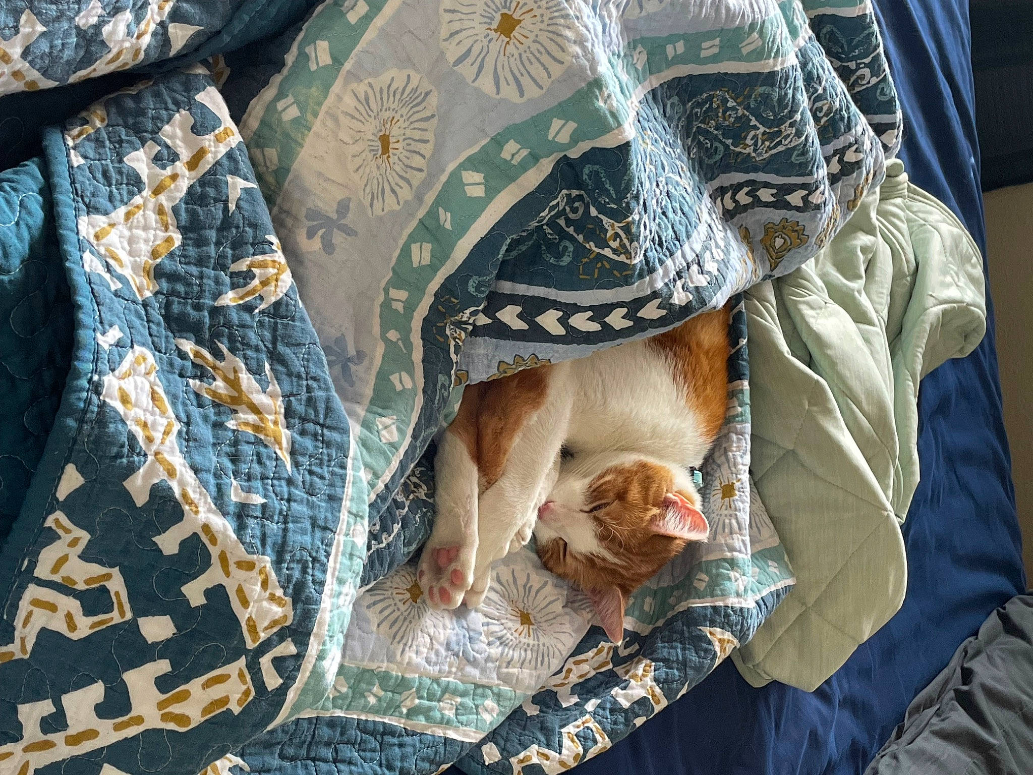 Jude joined the competition — help win amazing prizes! bed_sheet, bedding, blanket, carnivore, comfort, companion_dog, couch, fawn, felidae, fur, grey, human_leg, linens, pattern, room, sleeve, small_to_medium_sized_cats, textile, whiskers, woven_fabric