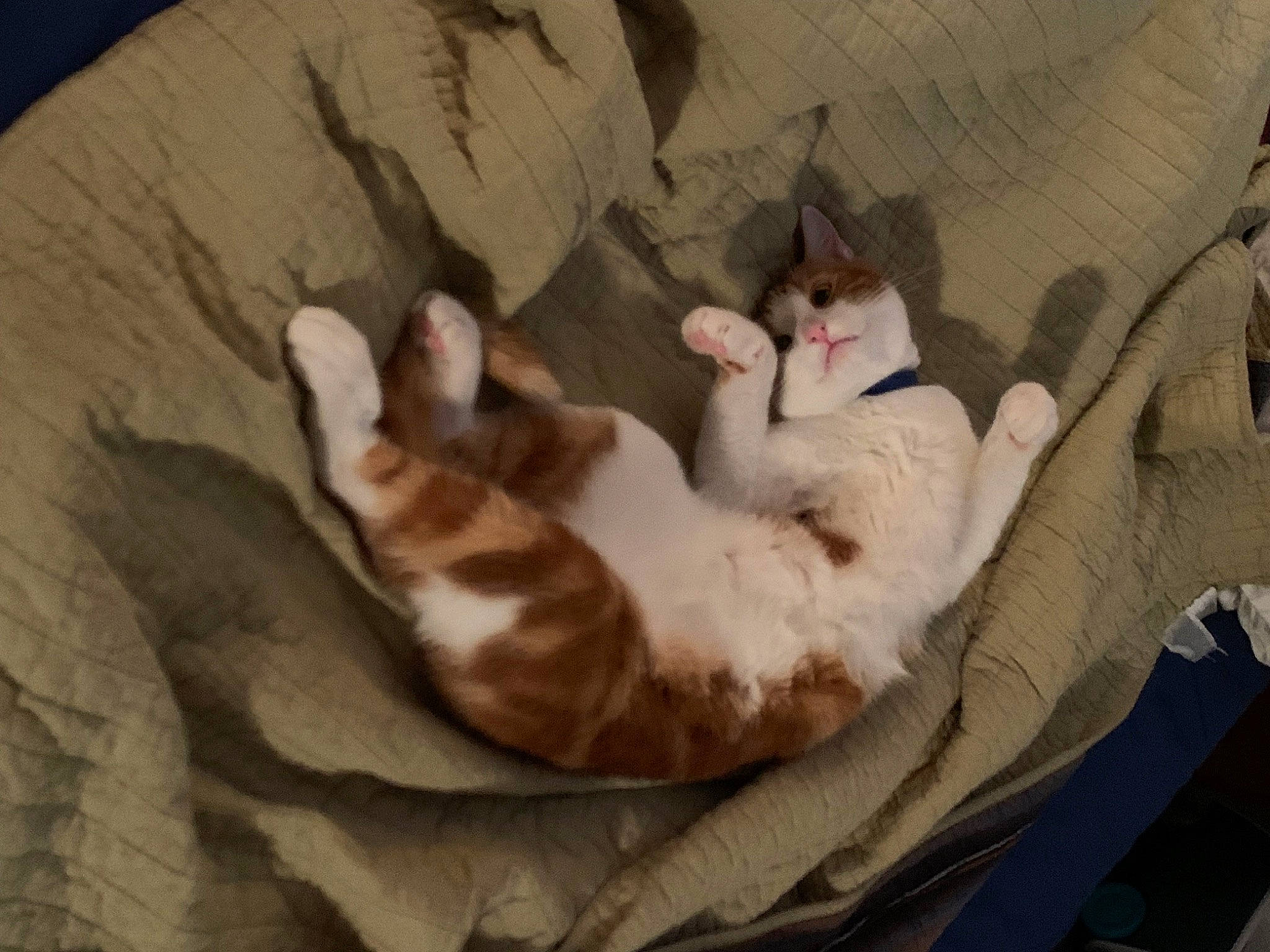 Jude is registered to the contest to win money with this photo: carnivore, cat, cat_bed, comfort, companion_dog, dog_breed, domestic_short_haired_cat, fawn, felidae, fur, grey, linens, nap, paw, room, small_to_medium_sized_cats, tail, vertebrate, whiskers, wood