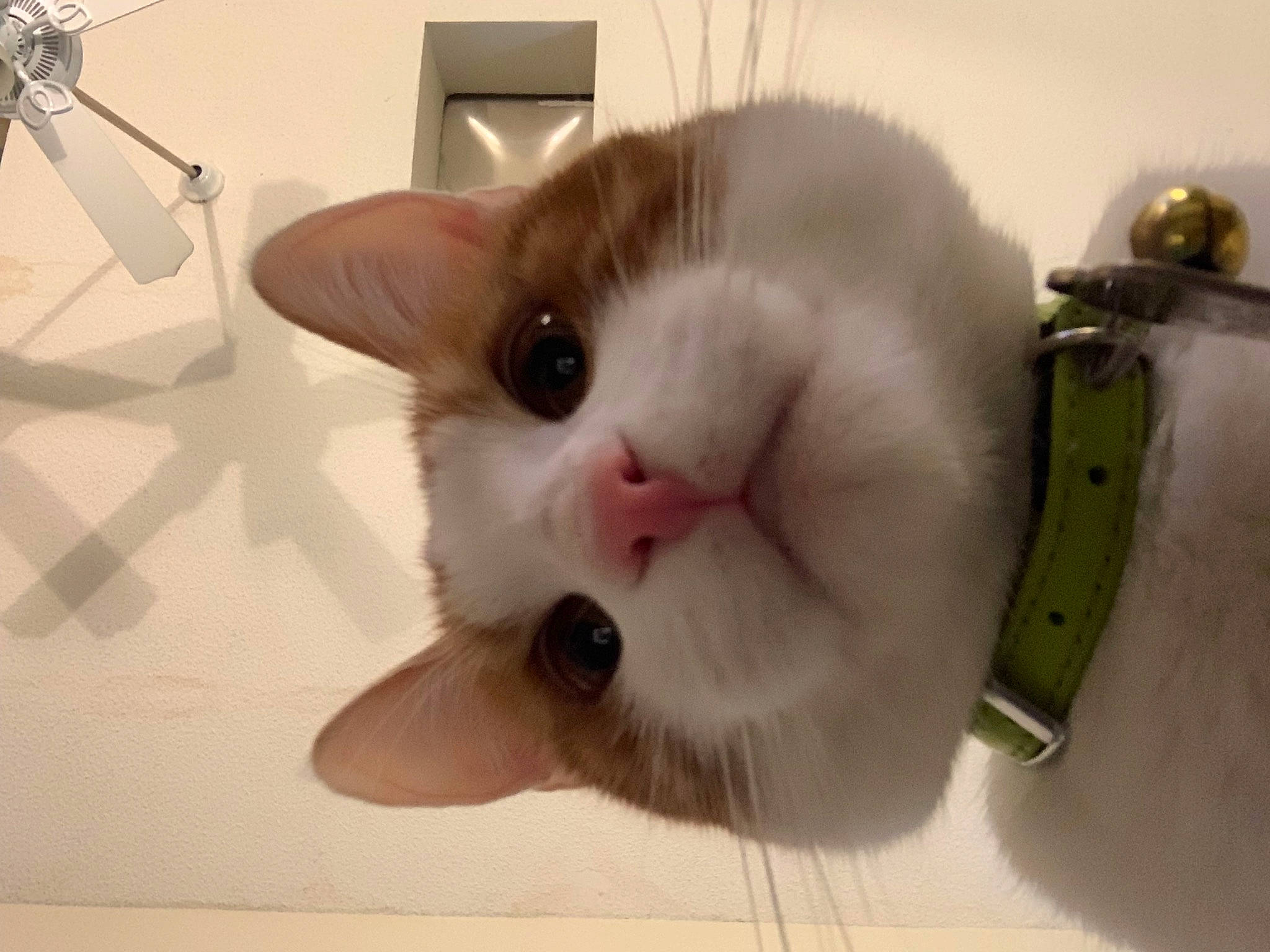 Jude joined the competition — help win amazing prizes! carnivore, cat, domestic_short_haired_cat, fawn, felidae, flooring, fur, paw, pet_supply, small_to_medium_sized_cats, snout, tail, tripod, whiskers