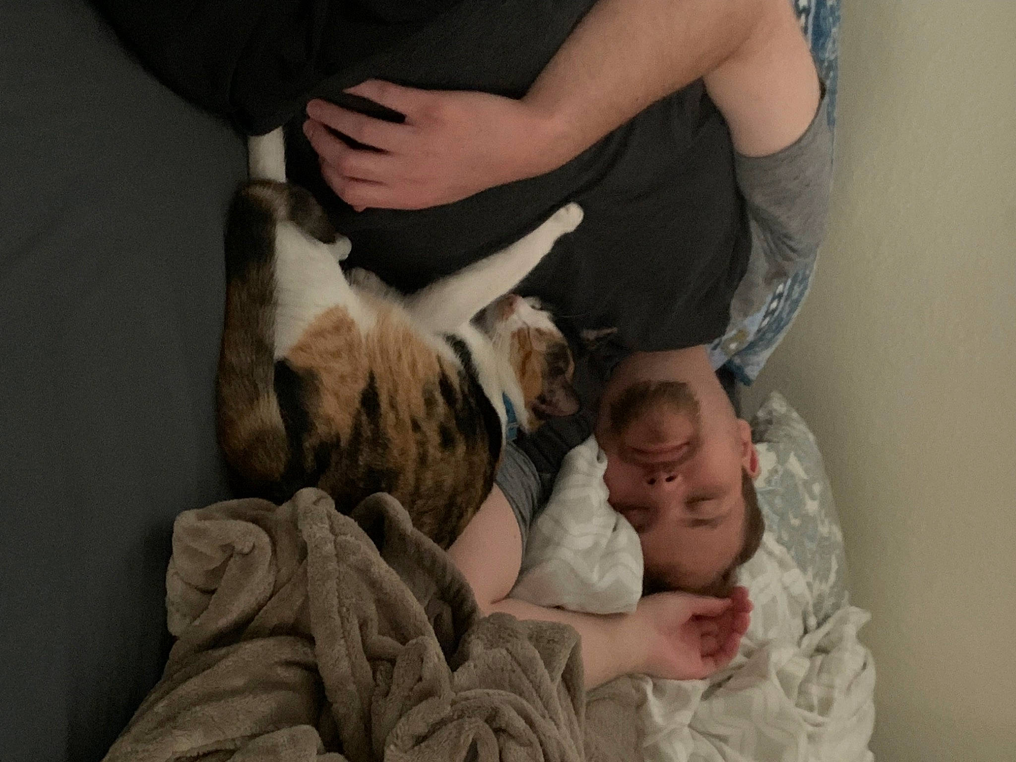 Callie is registered to the contest to win money with this photo: arm, bedtime, canidae, carnivore, child, comfort, companion_dog, couch, dog, dog_breed, fawn, fur, gesture, human_leg, knee, linens, nap, sporting_group, toy_dog, wrinkle