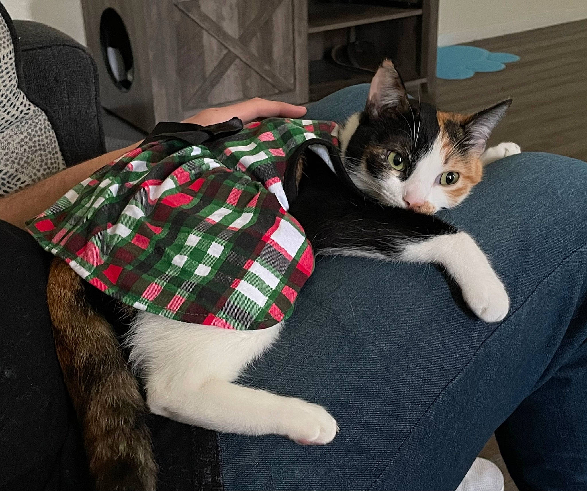Callie is registered to the contest to win money with this photo: black_cat, canidae, carnivore, cat, comfort, domestic_short_haired_cat, felidae, fur, lap, linens, mammal, pattern, paw, plaid, small_to_medium_sized_cats, snout, tail, tartan, vertebrate, whiskers